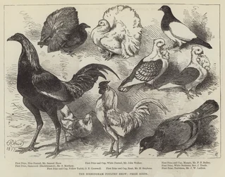 Le salon de la volaille de Birmingham, oiseaux primés